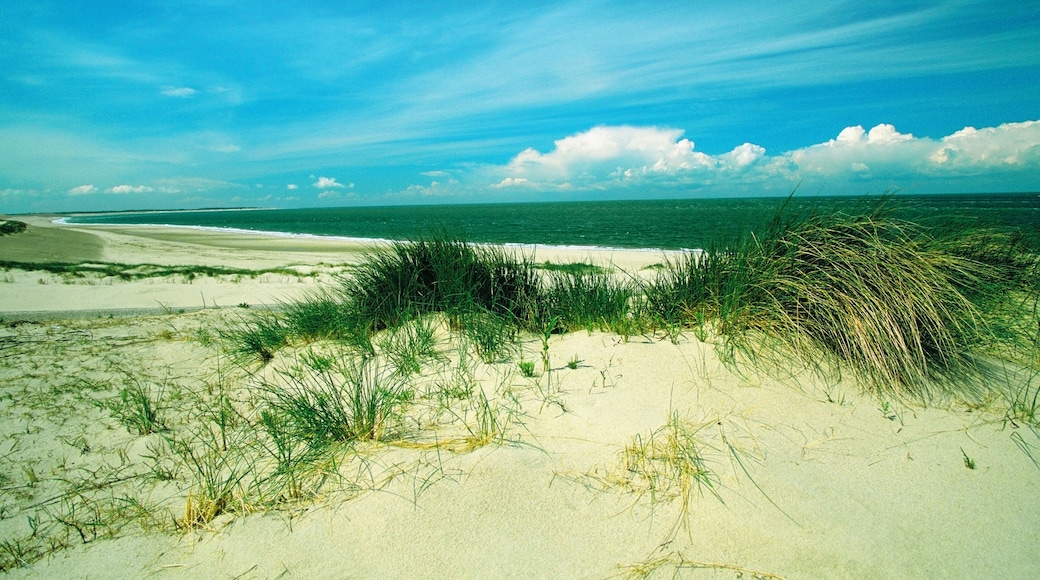 Grass on the beach, Zeeland, Netherlands