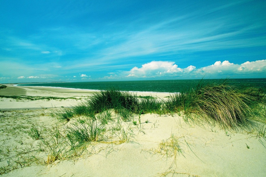 Grass on the beach, Zeeland, Netherlands