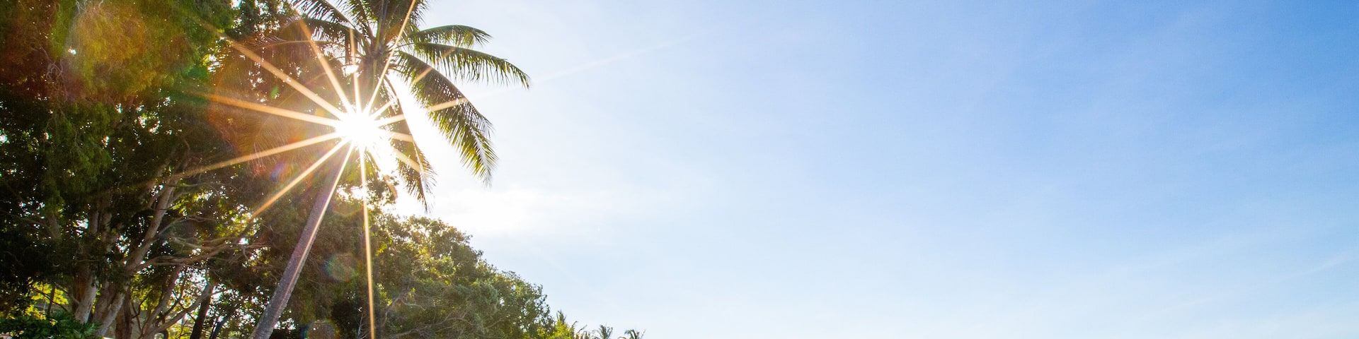 A beach with palm trees, ocean waves, and a clear sky.