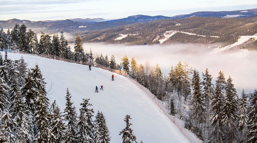 Stazione sciistica di Branas che include nebbia e foschia, paesaggio forestale e neve