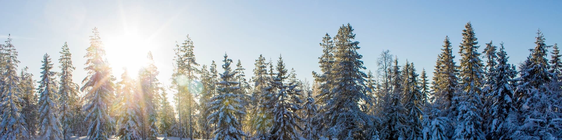 ブローネス スキー リゾート 表示 雪 と 森林の風景