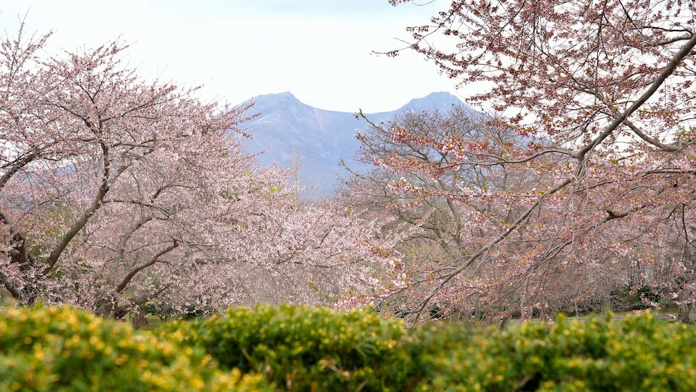 Mt.Komagatake and Cherry blossom blooming in Morimachi Oniushi Park of Mori city in Hokkaido, Japan.