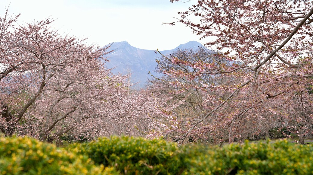 Mt.Komagatake and Cherry blossom blooming in Morimachi Oniushi Park of Mori city in Hokkaido, Japan.