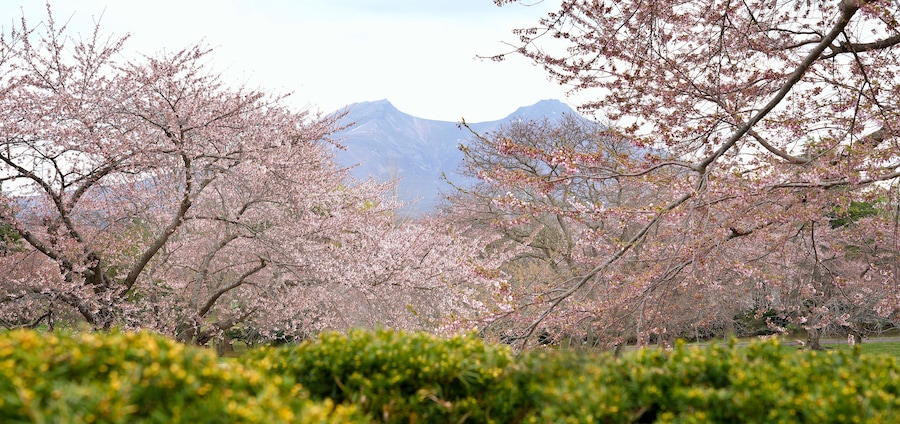 Mt.Komagatake and Cherry blossom blooming in Morimachi Oniushi Park of Mori city in Hokkaido, Japan.