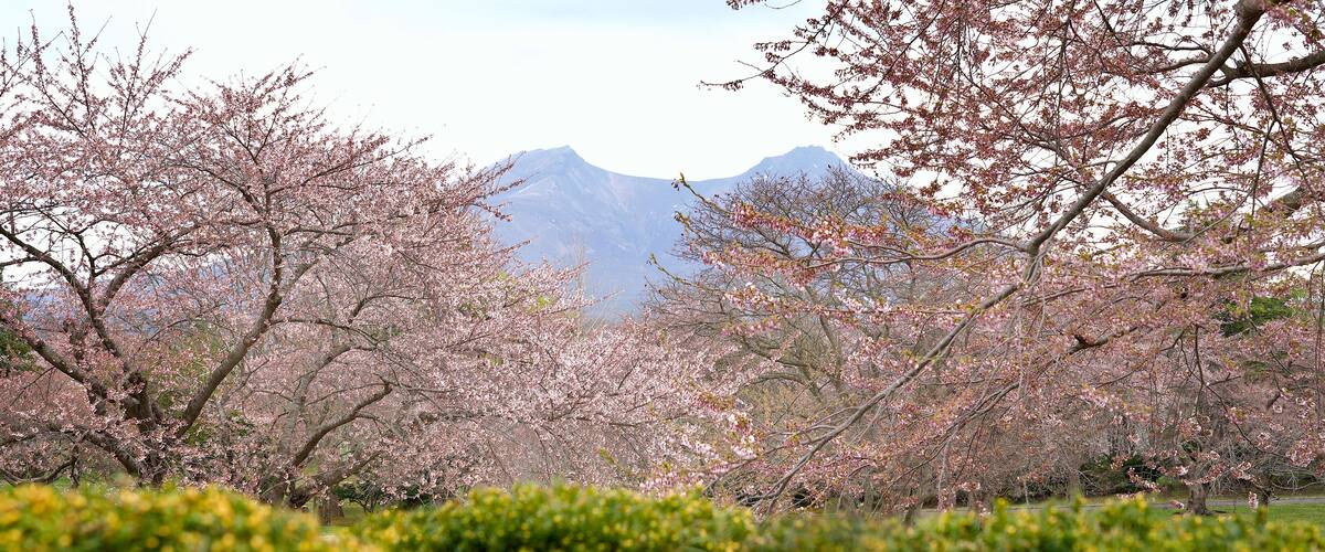 Cherry blossoms in full bloom with a mountain in the background.