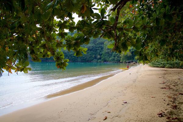 Plage de l\'AbraĂŁozinho mettant en vedette vues littorales, scĂšnes tropicales et plage de sable