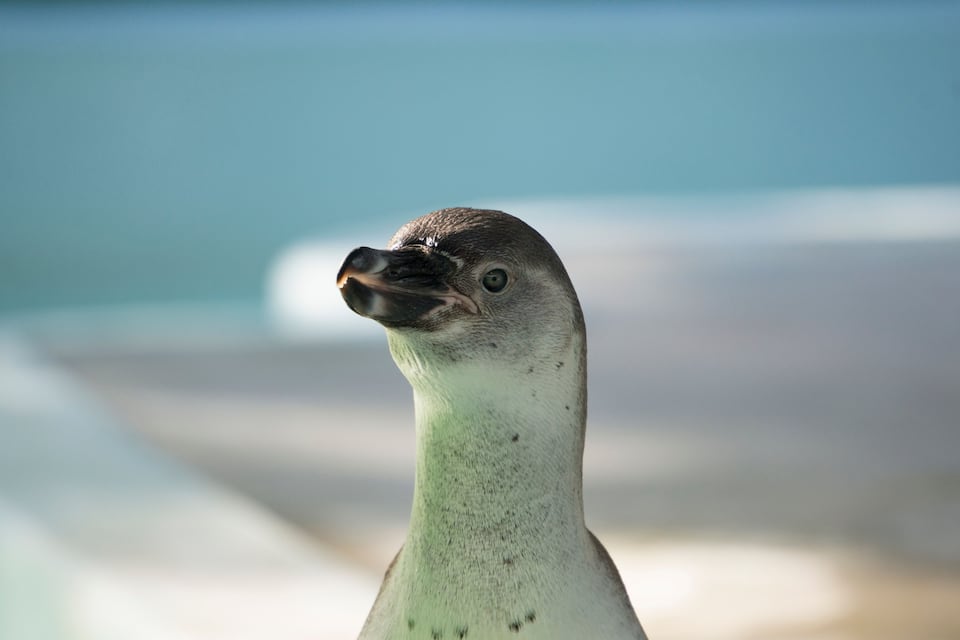 A close-up of a bird with a speckled neck and a dark beak, standing against a blurred background of a beach and ocean.