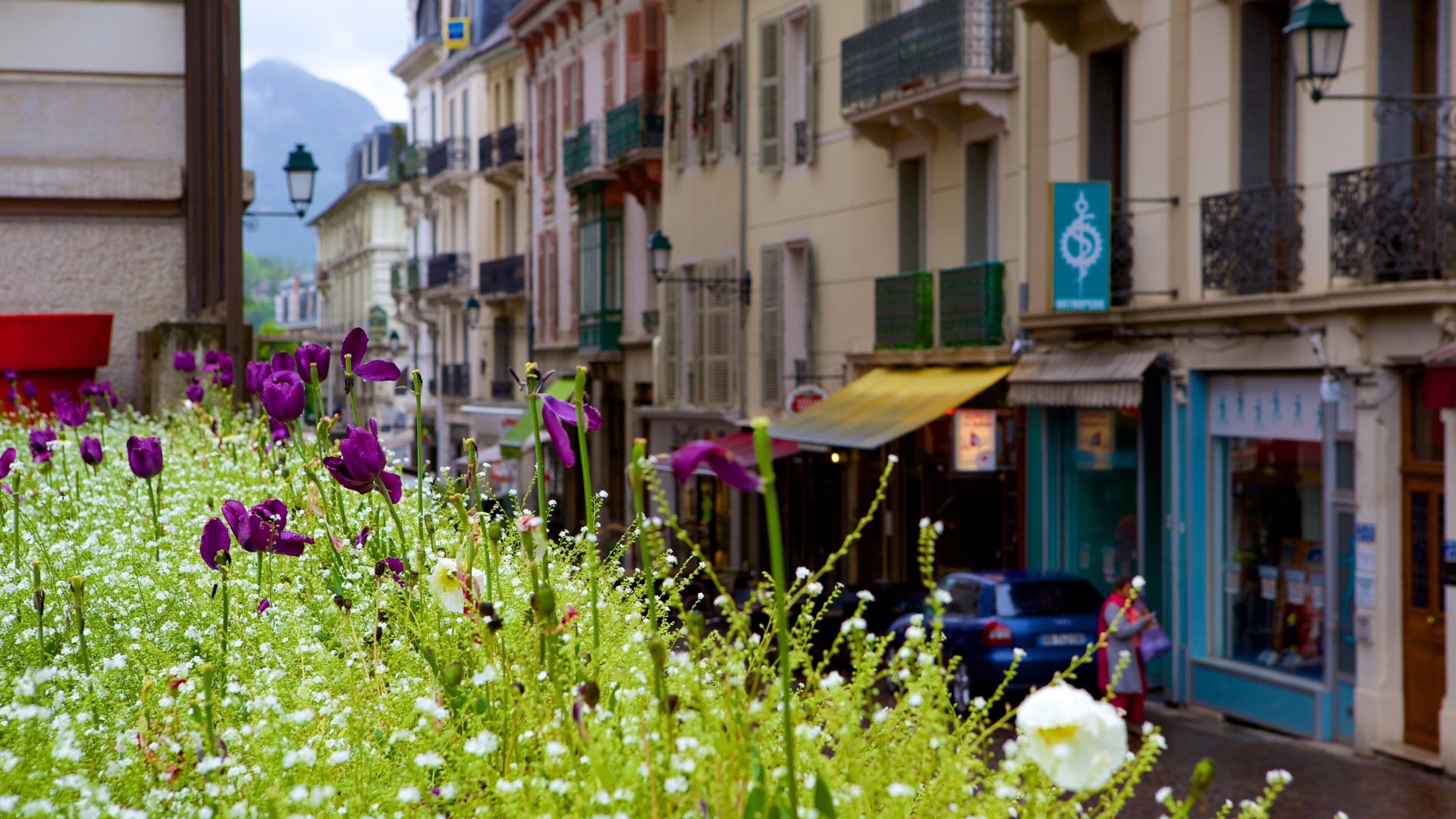 A street with colorful buildings, a car, and a field of purple and white flowers.