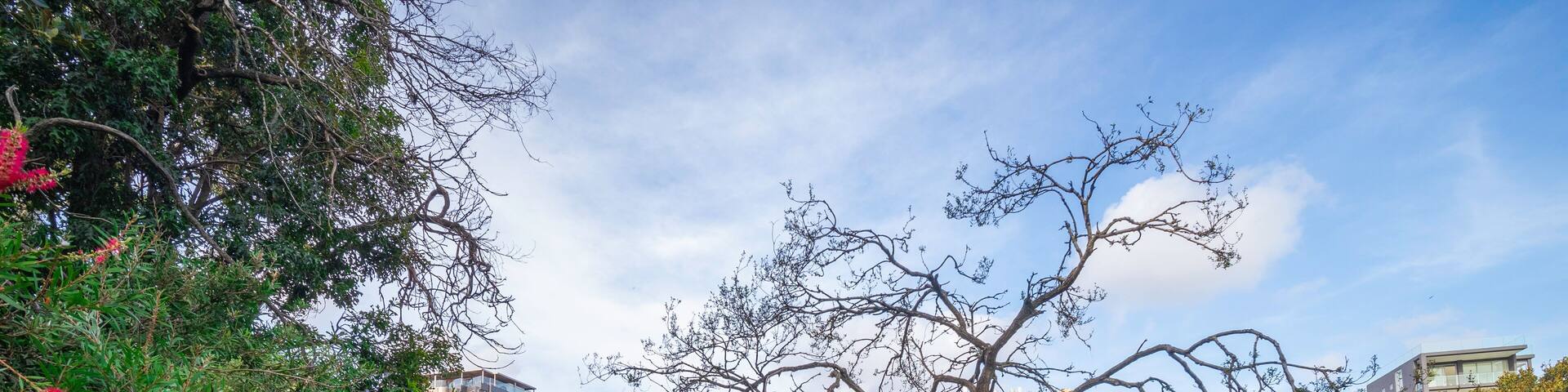 beautiful park with birds palm trees ponds waterfalls foot bridge lush green grass and trees in Burwood a suburban Sydney town NSW Australia