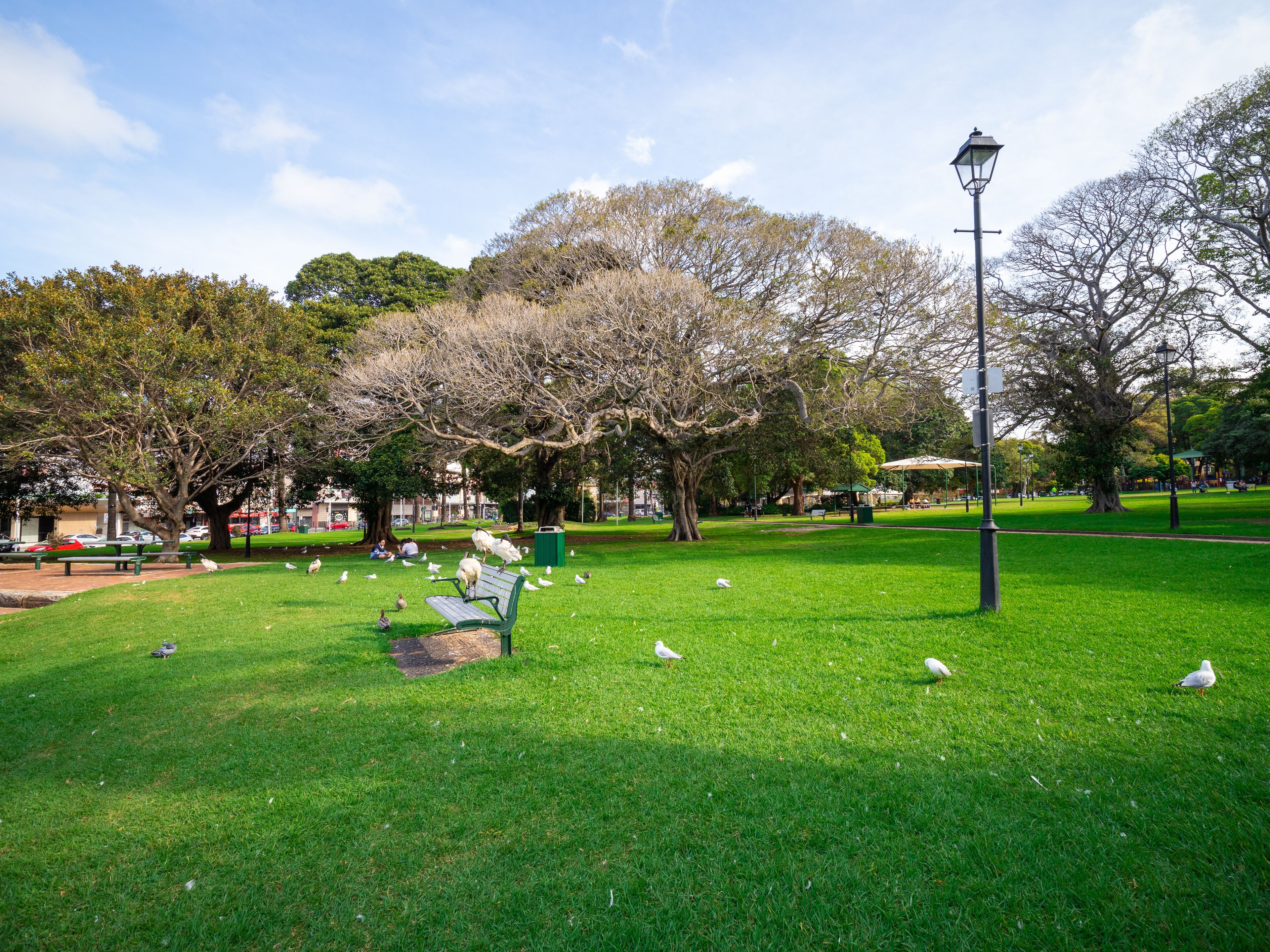 beautiful park with birds palm trees ponds waterfalls foot bridge lush green grass and trees in Burwood a suburban Sydney town NSW Australia