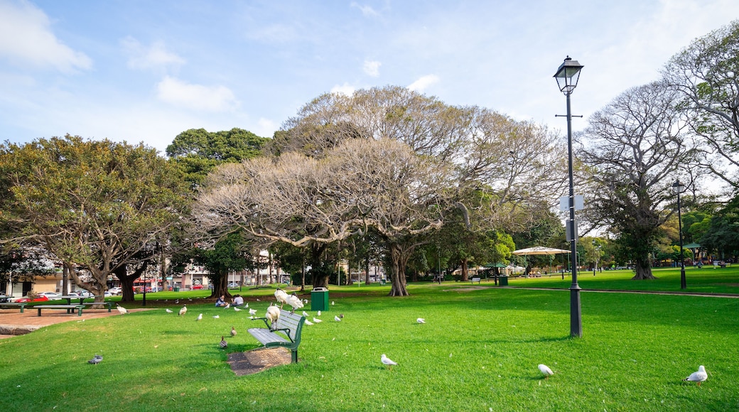beautiful park with birds palm trees ponds waterfalls foot bridge lush green grass and trees in Burwood a suburban Sydney town NSW Australia
