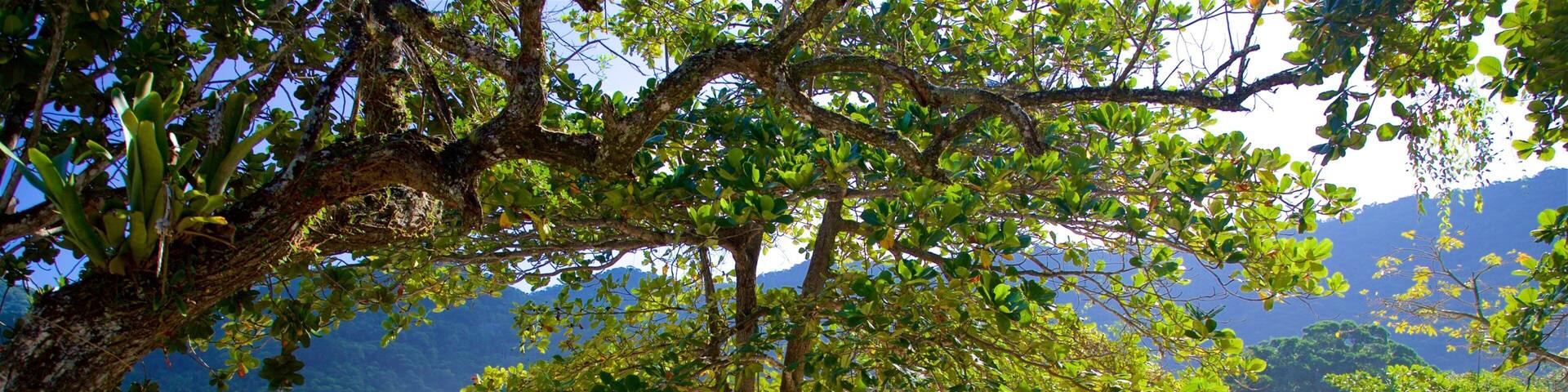 Meio Beach showing tropical scenes, general coastal views and a sandy beach