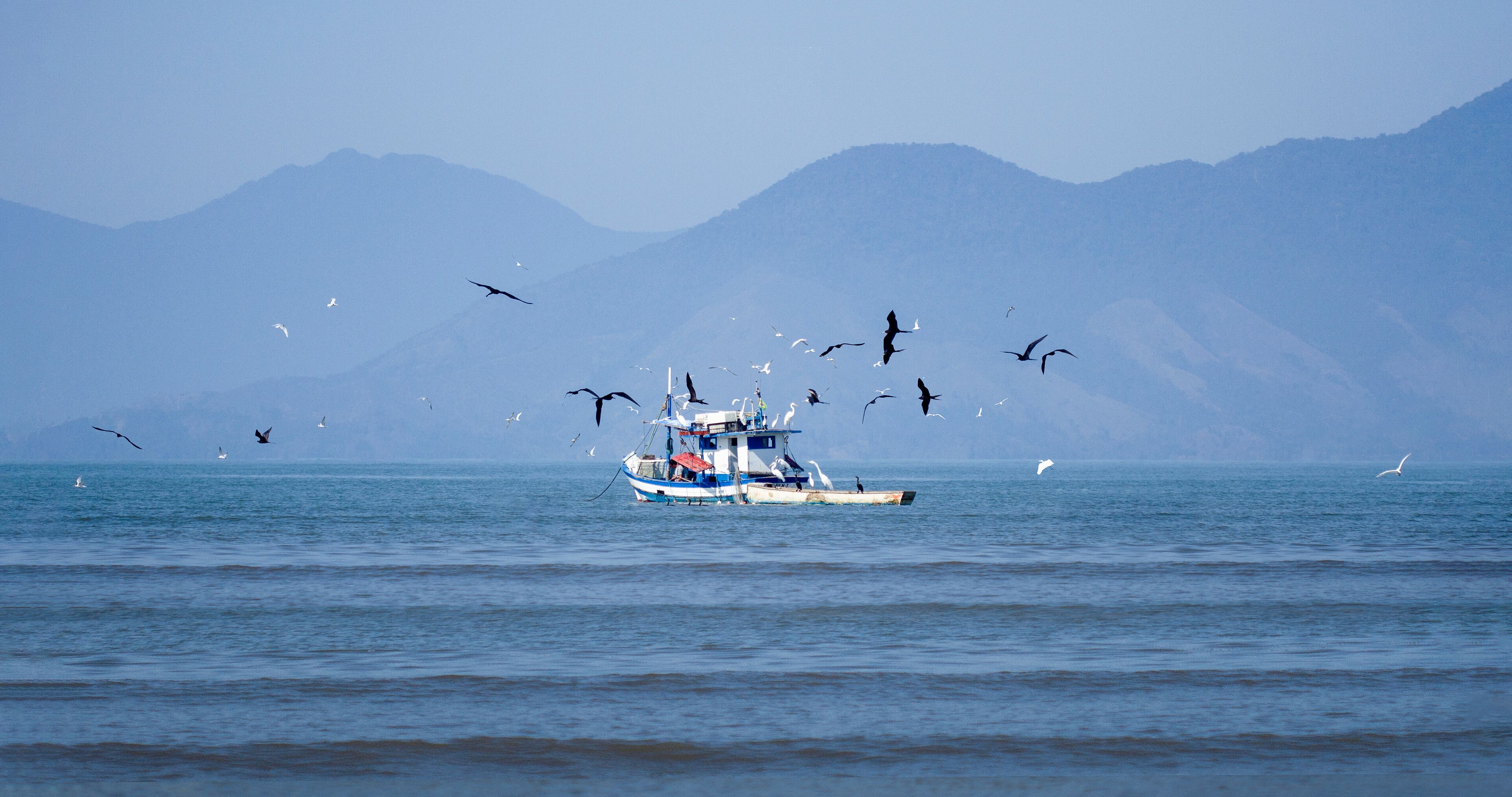 Wooden fishing boat on the sea with a bunch of marine birds flying around.