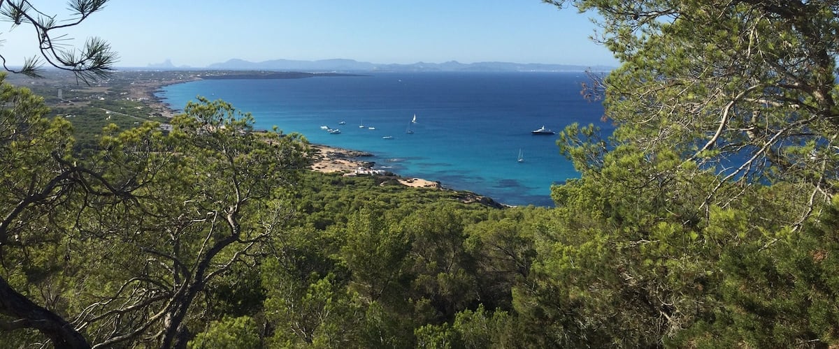 A coastal landscape with dense pine trees, a clear blue sea, and distant mountains.