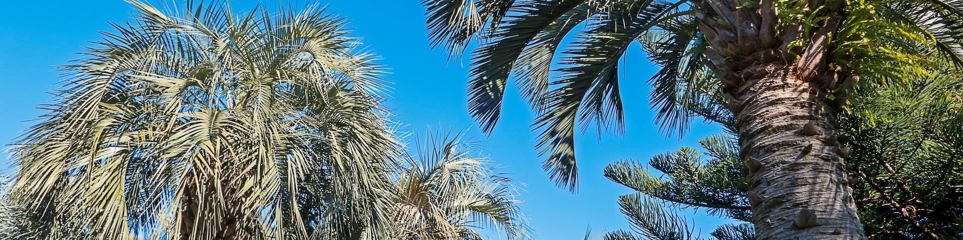 Tropical plants and trees under blue sky  at Izu in Japan. (Atagawa Banana & Crocodile Garden); Shutterstock ID 1011377575; purchase_order: SF 06557000; job: ; client: ; other: