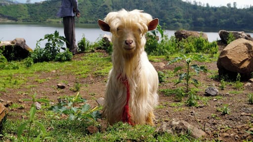 A goat and its herder in Bishoftu (also known as Debre Zeyit). The lake in the background is one of 5 crater lakes in Bishoftu, Ethiopia.
