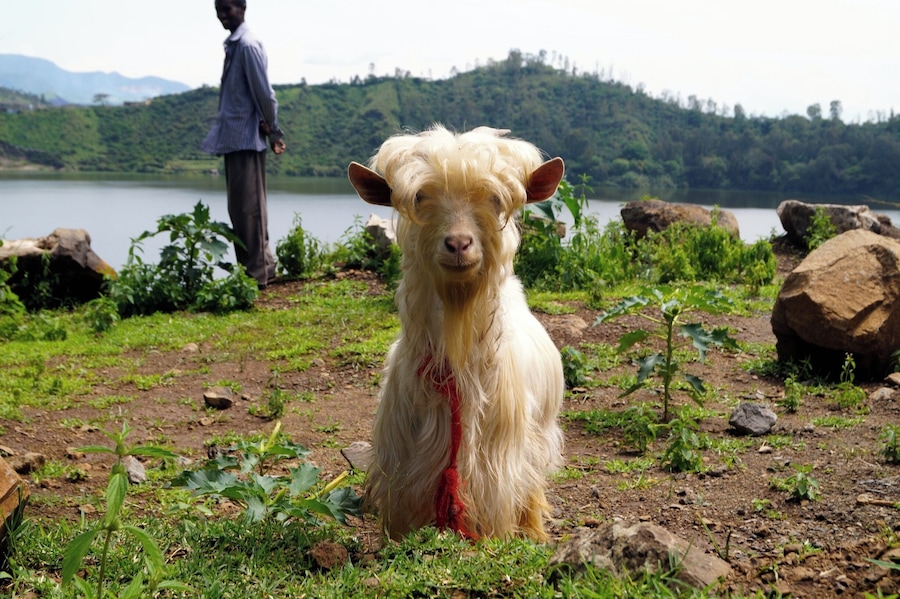 A goat and its herder in Bishoftu (also known as Debre Zeyit). The lake in the background is one of 5 crater lakes in Bishoftu, Ethiopia.