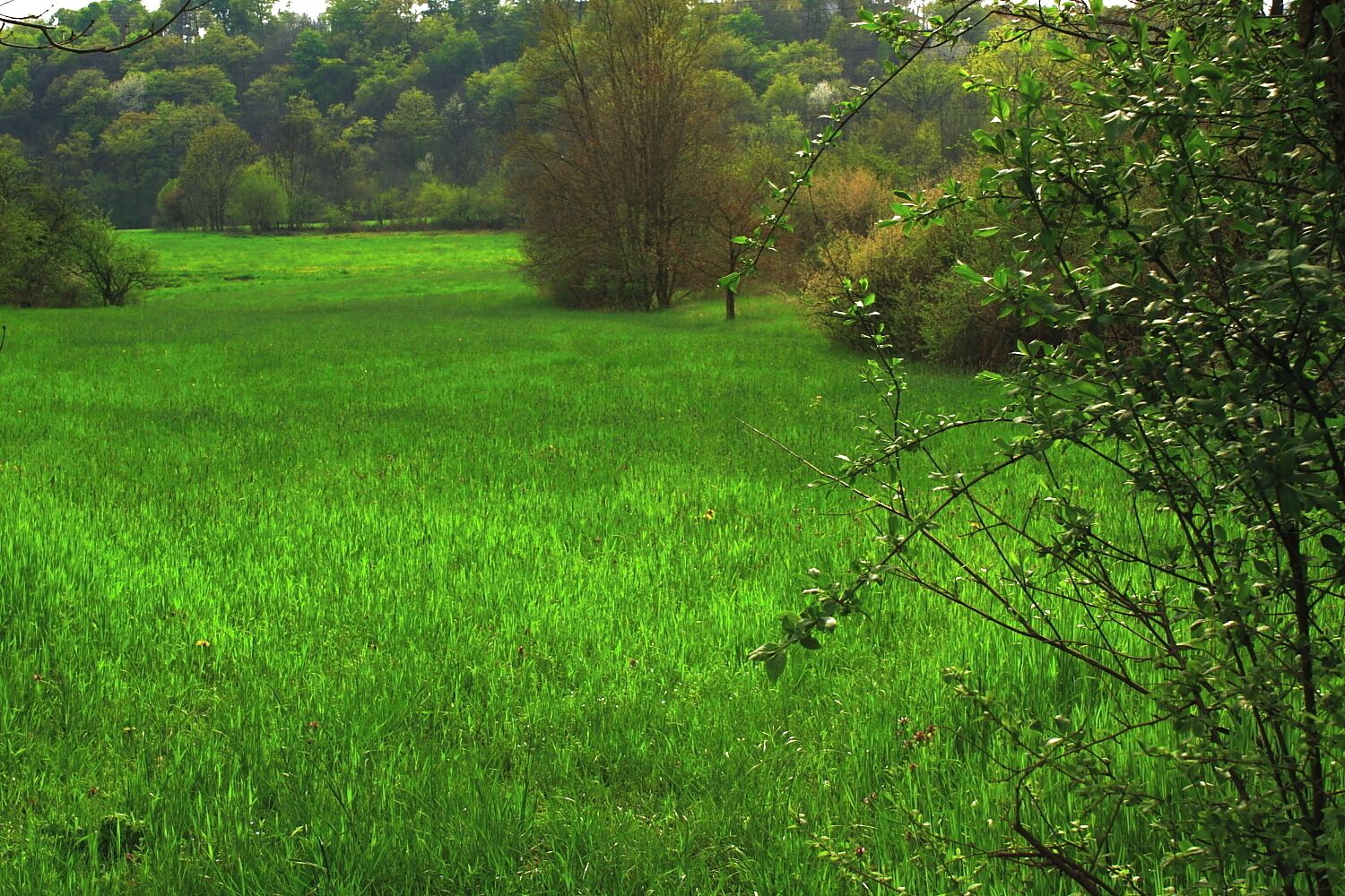 primavera nel basso di La Cassa