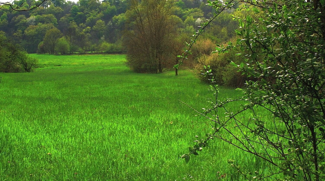 primavera nel basso di La Cassa