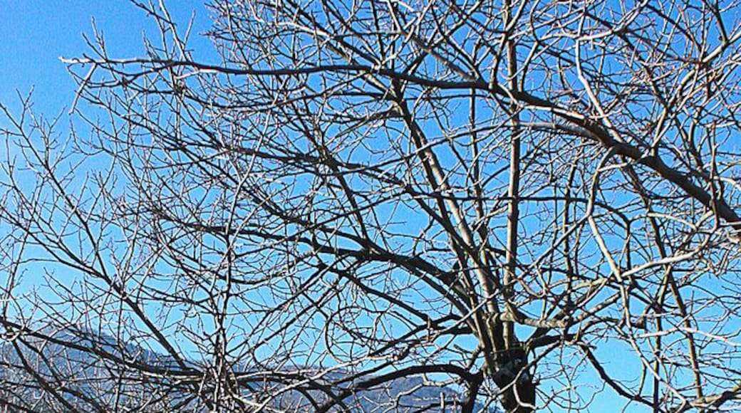Mattodera, la strada tra i campi