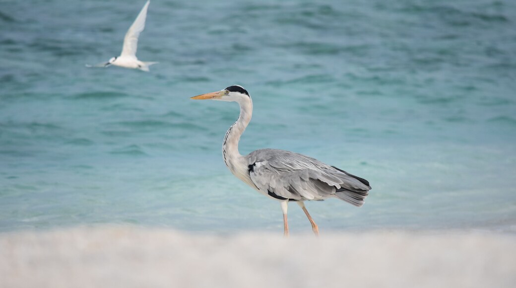 HERON CENDRE SUR UNE PLAGE DES MALDIVES (MAKUNUDU)
