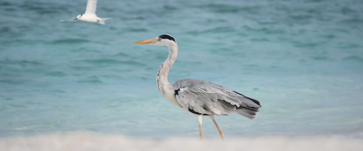 HERON CENDRE SUR UNE PLAGE DES MALDIVES (MAKUNUDU)