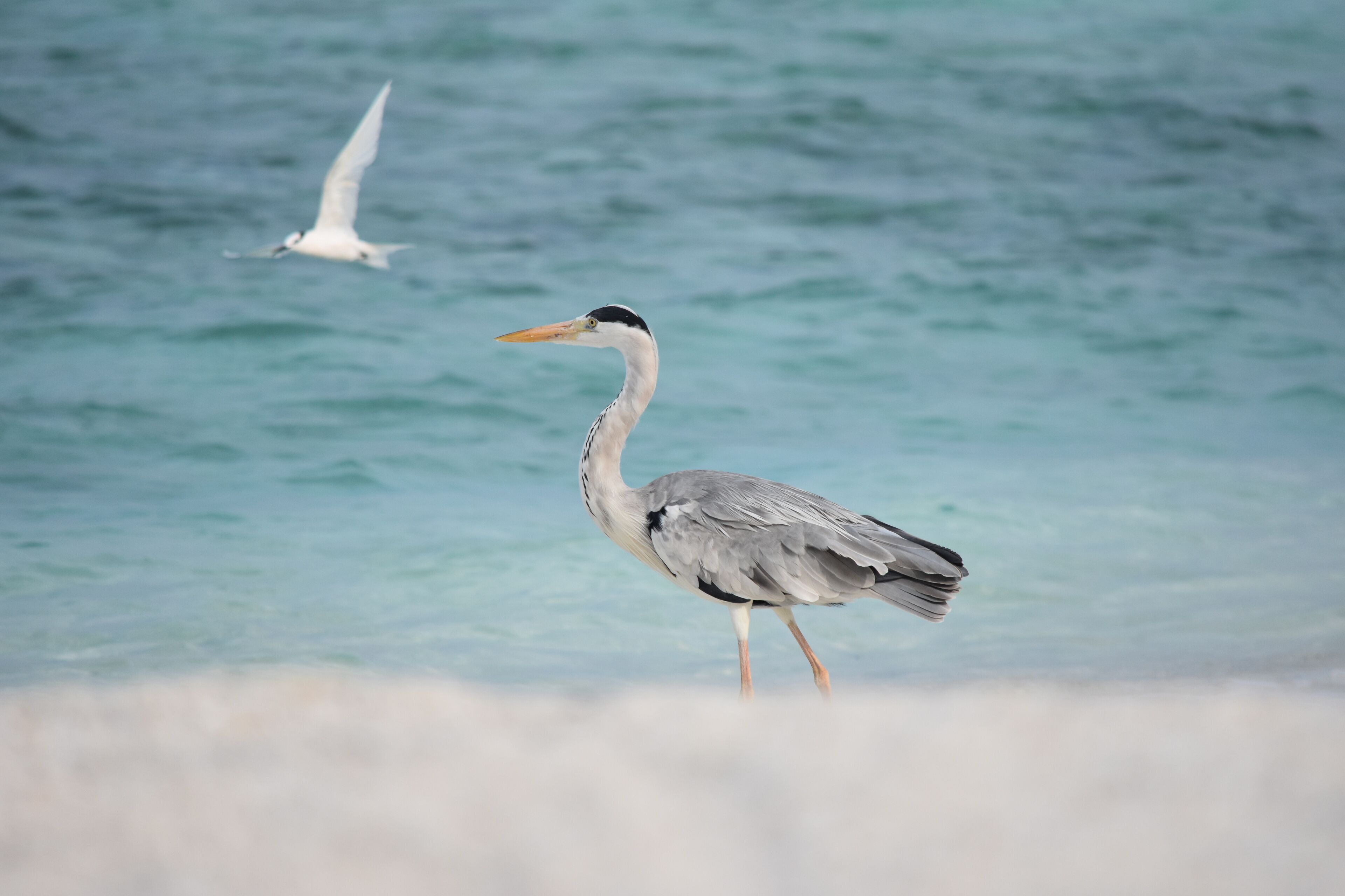 A heron standing by the water's edge with a seagull flying in the background.
