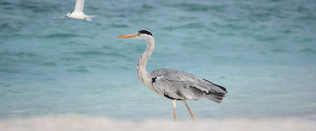 A heron standing by the water's edge with a seagull flying in the background.