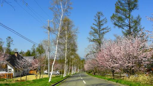 八ヶ岳 原村 白樺と桜