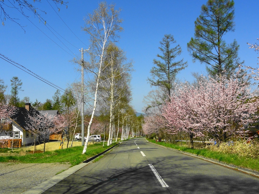 八ヶ岳 原村 白樺と桜