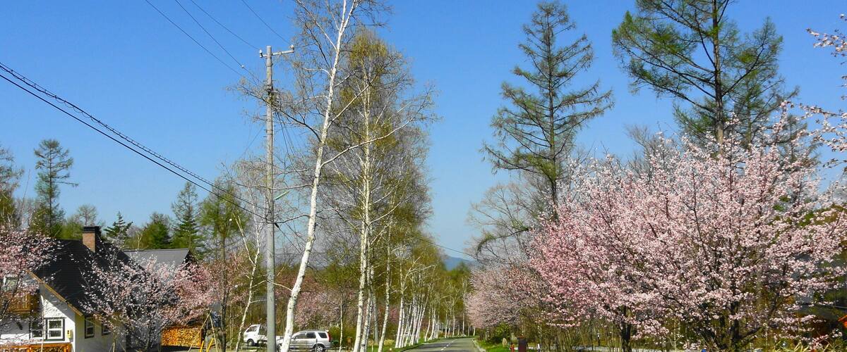 A tree-lined street with cherry blossoms.