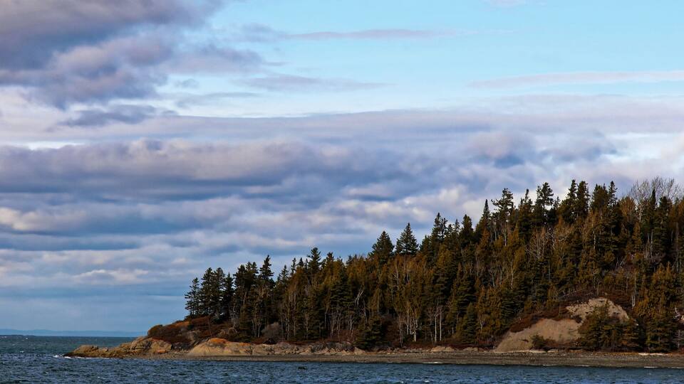 A coastal forest with dense trees and a rocky shoreline.