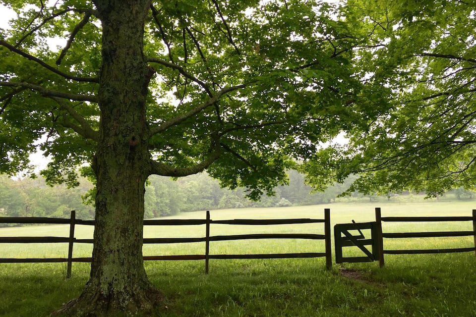 A large tree with a wooden fence in a grassy field.