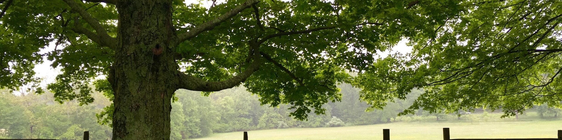 If ever near Oatlands, definitely take the time to walk the beautiful grounds... Or have a tea party, like myself.