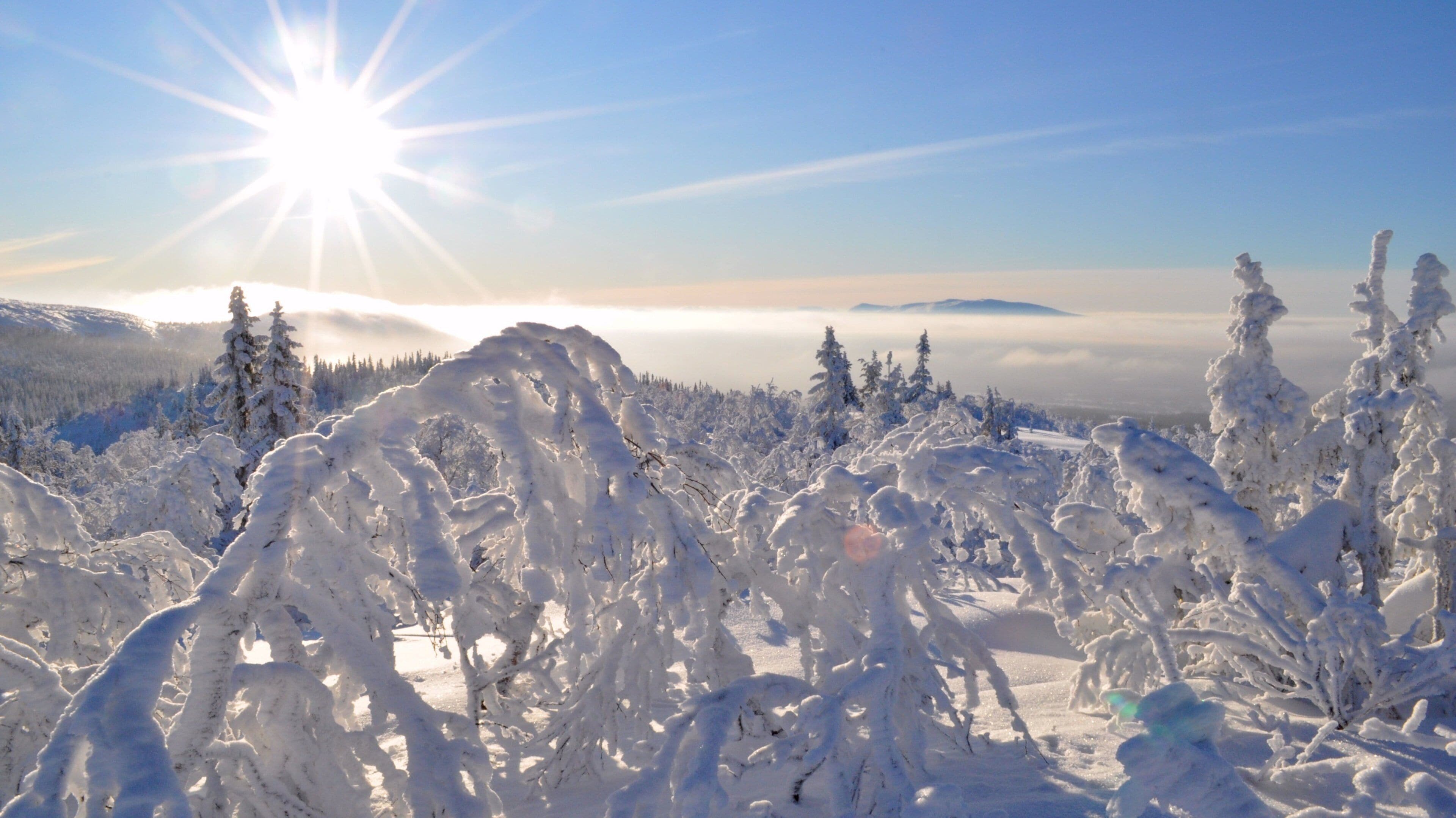 Un bosque nevado con el sol brillando entre los árboles.