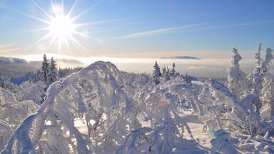 Un bosque nevado con el sol brillando entre los árboles.