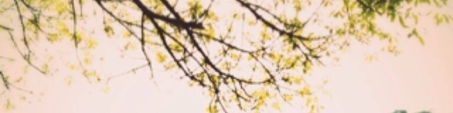 Un árbol en un parque con cielo despejado.