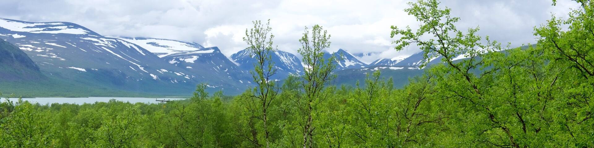 A forested trail with a mountain backdrop.