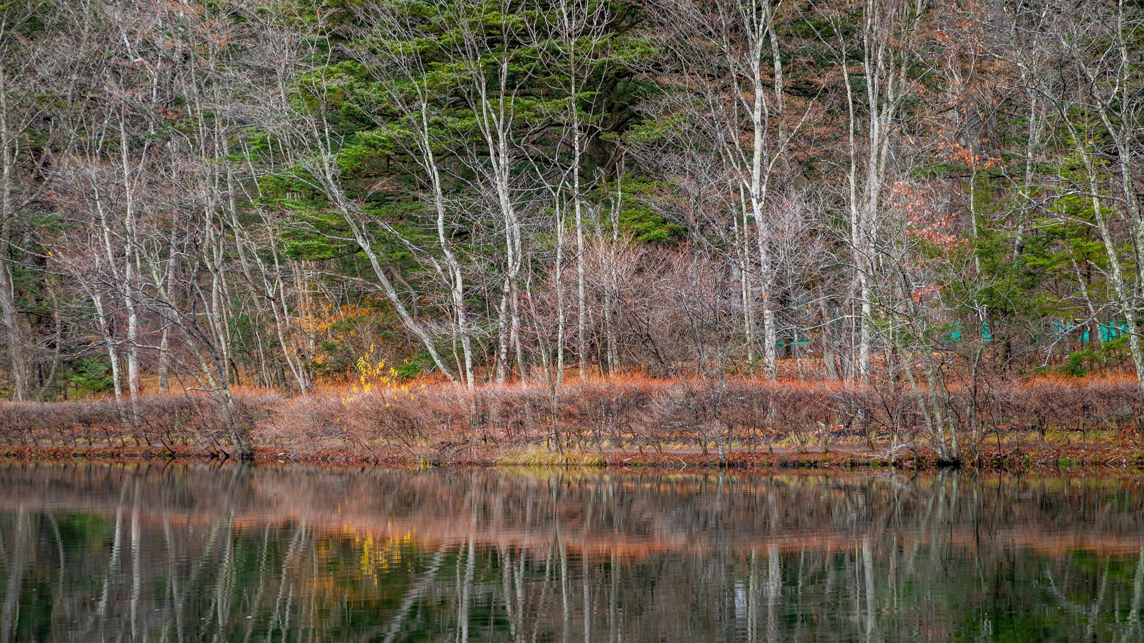 Kumoba Pond showing a pond and forest scenes