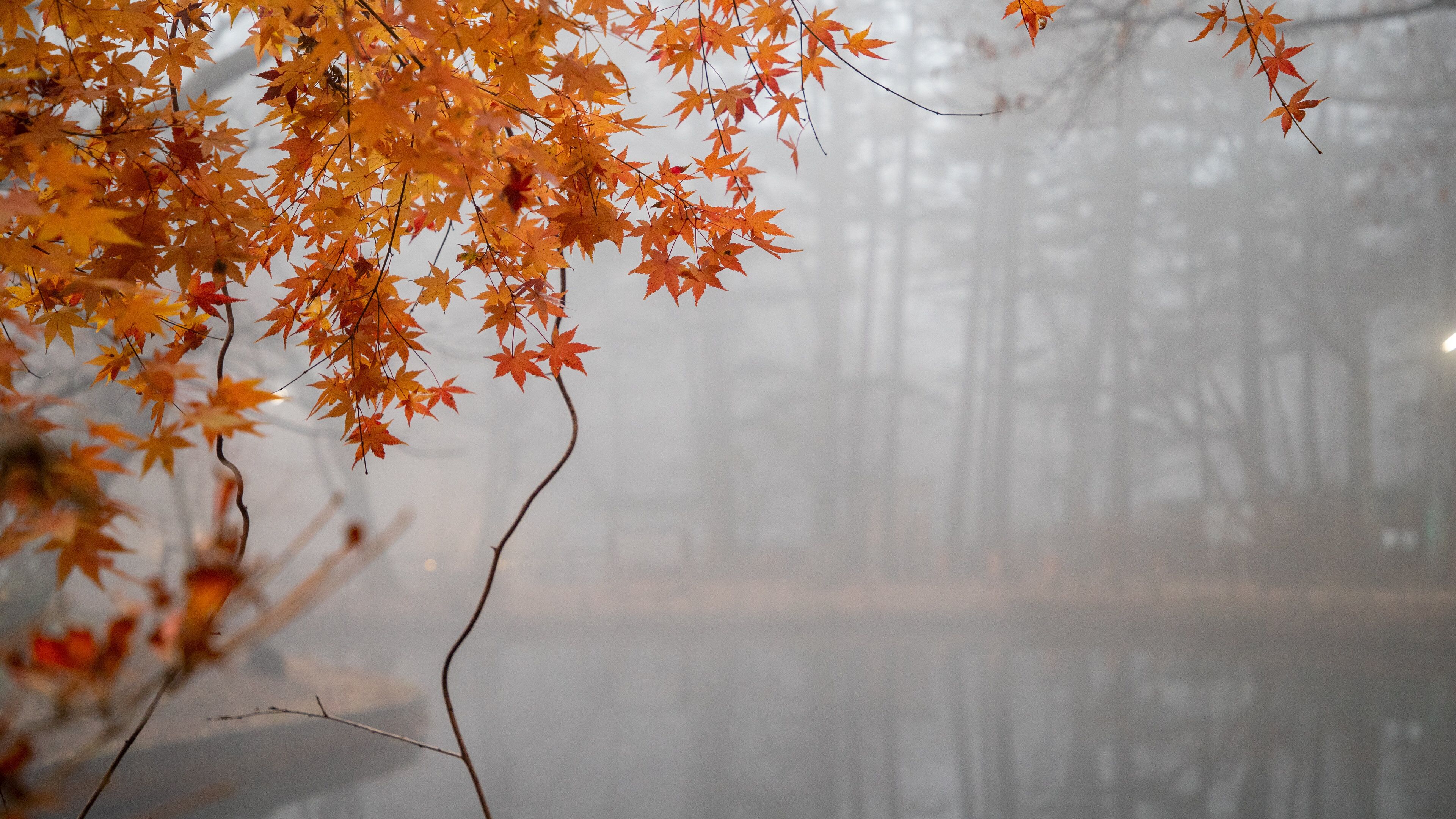 Kumoba Pond which includes a pond, autumn leaves and mist or fog