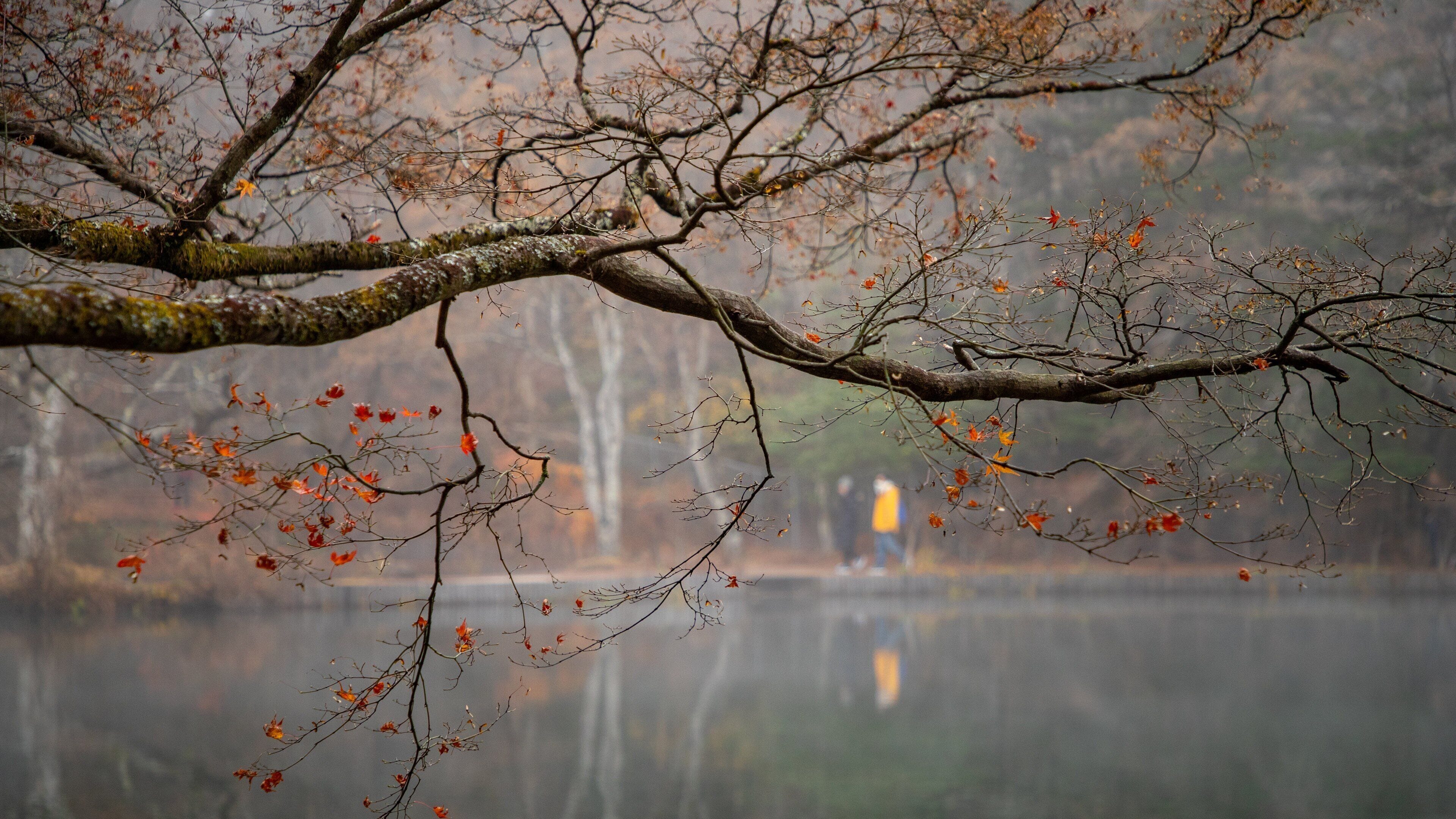 A tree branch with autumn leaves over a calm lake.