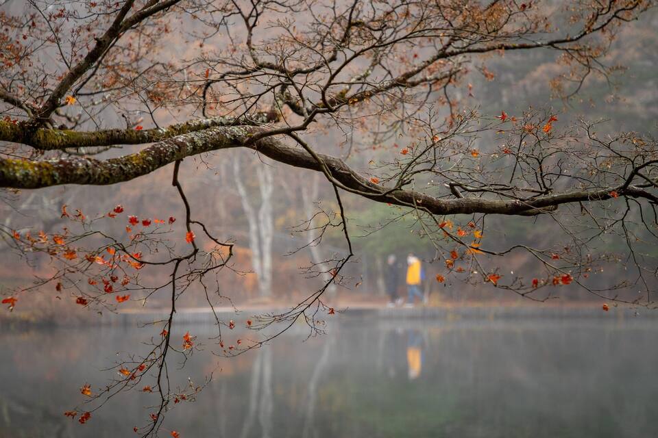 Rama de árbol con hojas otoñales sobre un lago tranquilo.