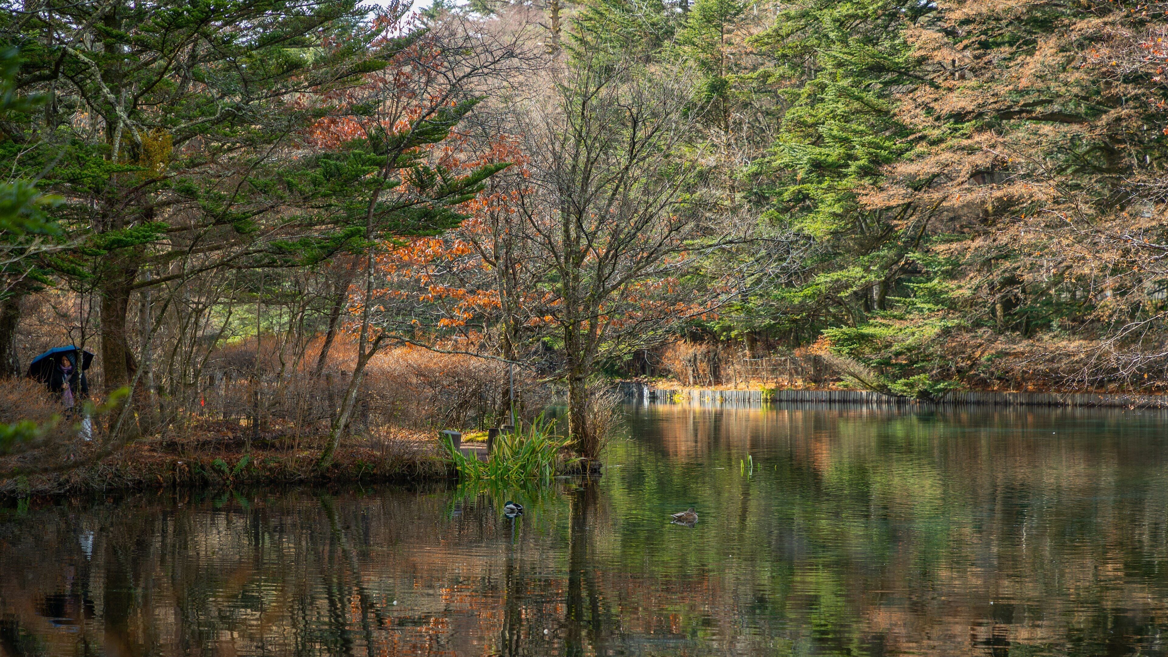 Kumoba Pond which includes a pond and forest scenes