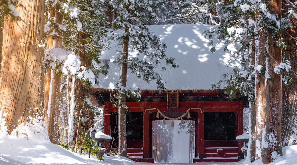 A row of Cedar Trees at Togakushi Shrine gate in winter located in Nagano, Japan