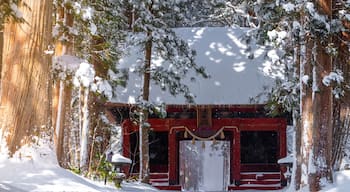 A row of Cedar Trees at Togakushi Shrine gate in winter located in Nagano, Japan