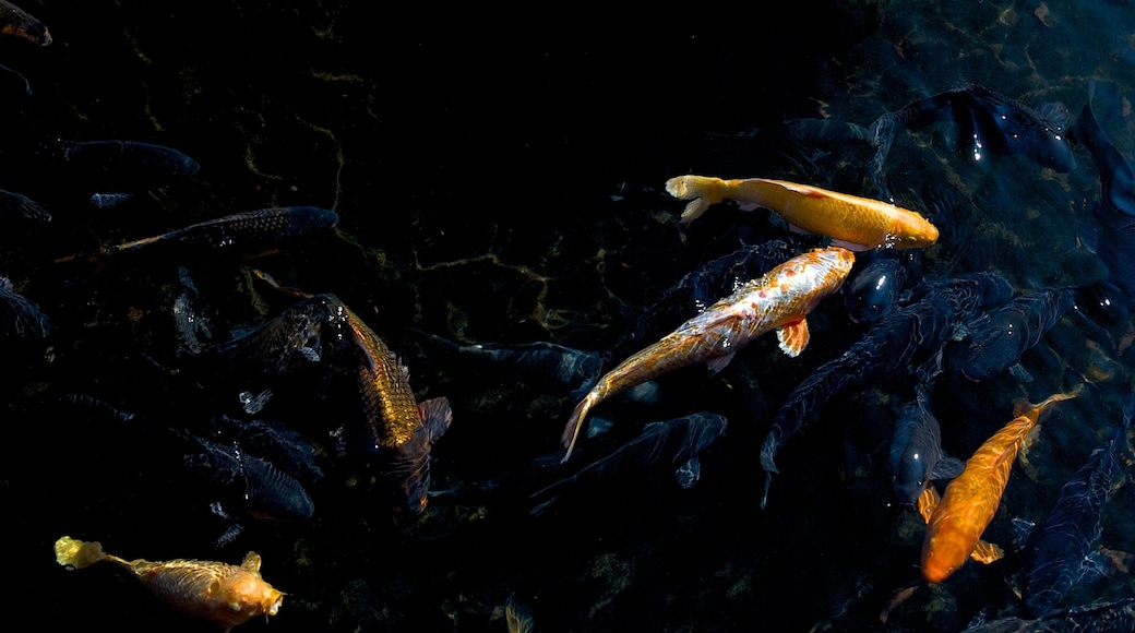 Toi Kinzan mostrando um lago e vida marinha