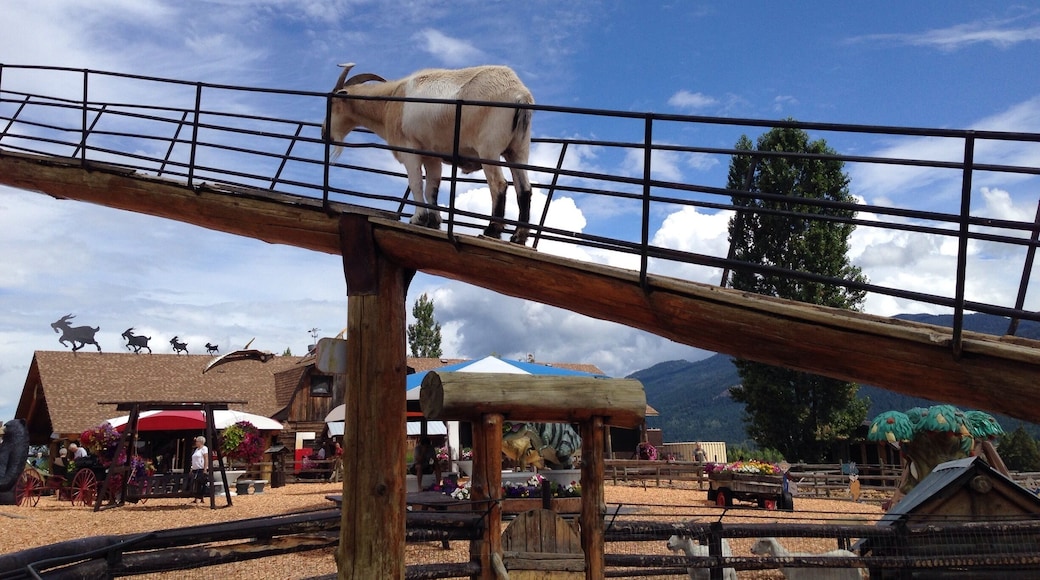 This was the most odd but awesome farmers market that I have ever come across. Picture The Olde West meets Jurassic park, King Kong, Kingdom Hearts, Roman Empire, Christmas... And oh so much more. Some of the statues were displayed quite comically, I mean when do you think you'd ever see a t-Rex pulling an old west wagon. Currently they have a wide assortment of candy, homemade Mennonite pies and pastries, fruit and veggies and the list goes on. There's a sky high goat walk which is currently being expanded upon to become one day the worlds largest. It is a must see if you are ever in the area.