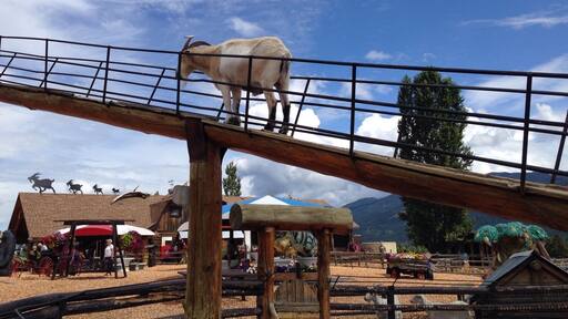 This was the most odd but awesome farmers market that I have ever come across. Picture The Olde West meets Jurassic park, King Kong, Kingdom Hearts, Roman Empire, Christmas... And oh so much more. Some of the statues were displayed quite comically, I mean when do you think you'd ever see a t-Rex pulling an old west wagon. Currently they have a wide assortment of candy, homemade Mennonite pies and pastries, fruit and veggies and the list goes on. There's a sky high goat walk which is currently being expanded upon to become one day the worlds largest. It is a must see if you are ever in the area.