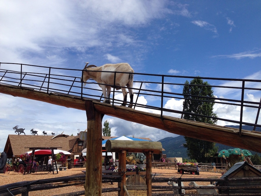 This was the most odd but awesome farmers market that I have ever come across. Picture The Olde West meets Jurassic park, King Kong, Kingdom Hearts, Roman Empire, Christmas... And oh so much more. Some of the statues were displayed quite comically, I mean when do you think you'd ever see a t-Rex pulling an old west wagon. Currently they have a wide assortment of candy, homemade Mennonite pies and pastries, fruit and veggies and the list goes on. There's a sky high goat walk which is currently being expanded upon to become one day the worlds largest. It is a must see if you are ever in the area.