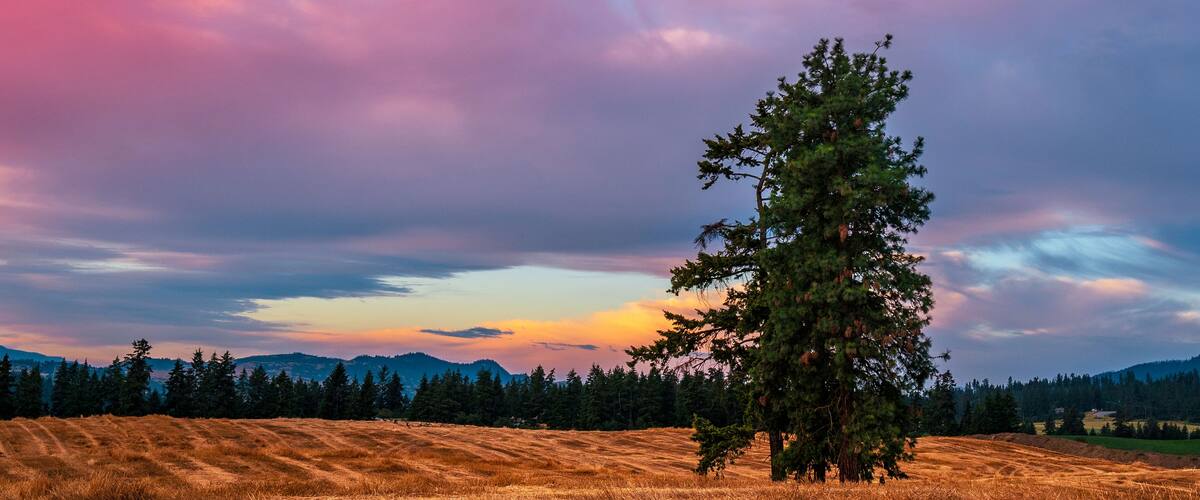 A field with a single tree and a crescent moon in the sky.